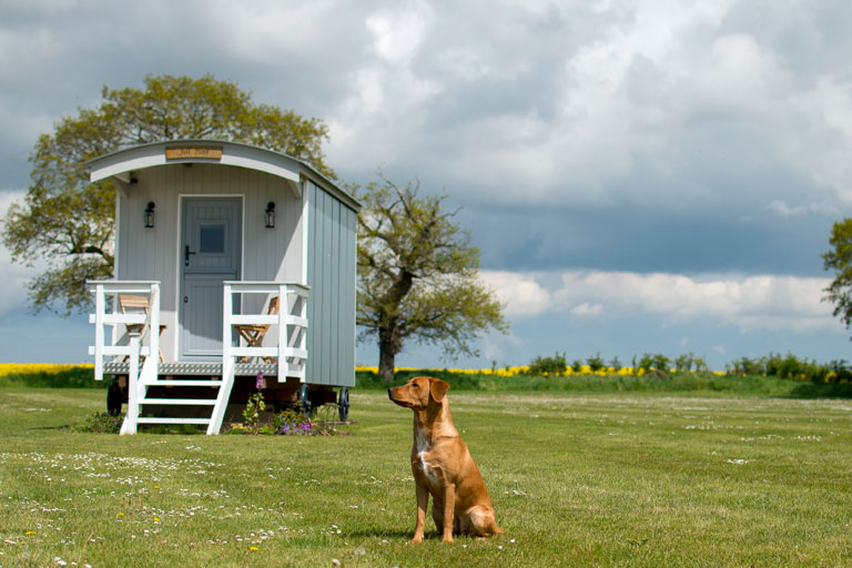 We offer dog-friendly holiday accommodation, but our Jill Hoot hut is out-of-bounds to hounds